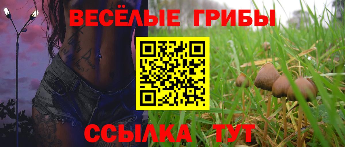 где можно купить наркотик  Вход с VPN  Усть-Джегута  Псилоцибиновые грибы Cubensis 